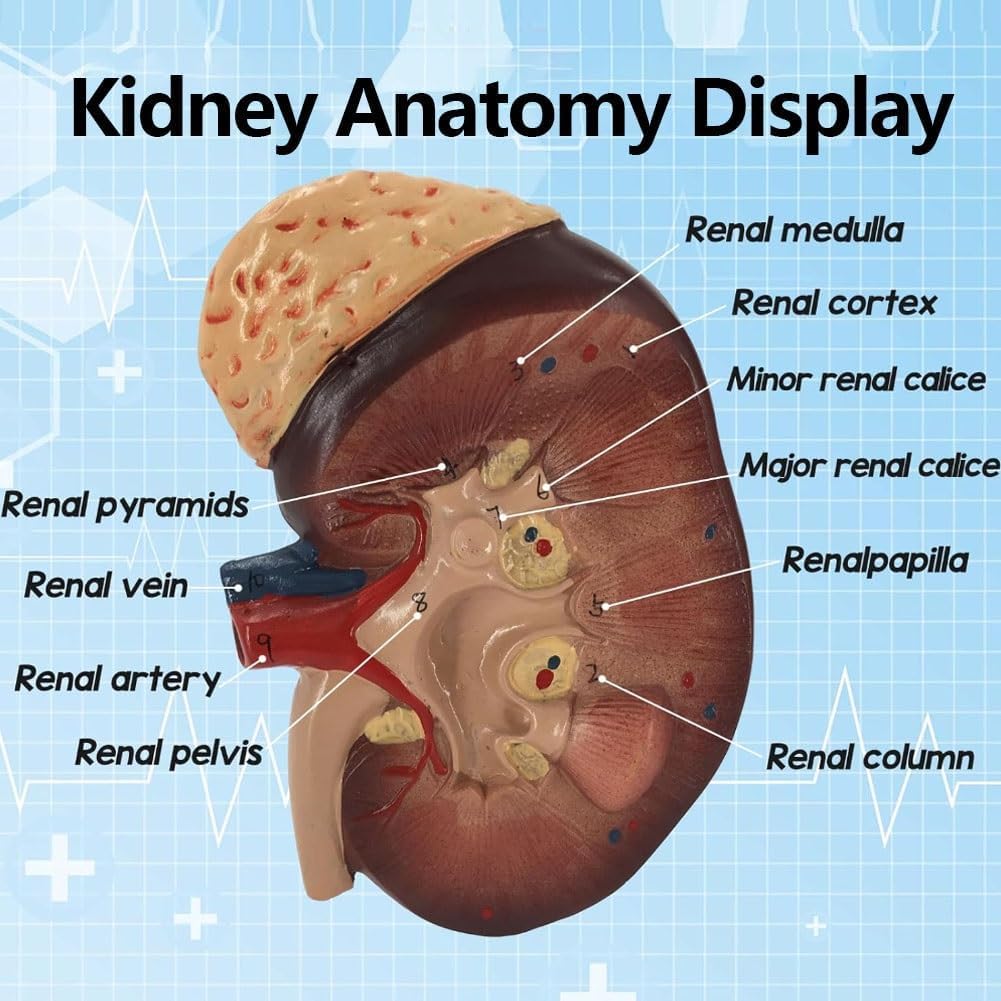 Kostka anatomiczna człowieka Model nerki, Anatomiczny model nerki Kłębuszkowy układ moczowy nefronu Model anatomiczny do ozdoby laboratorium szkolnego