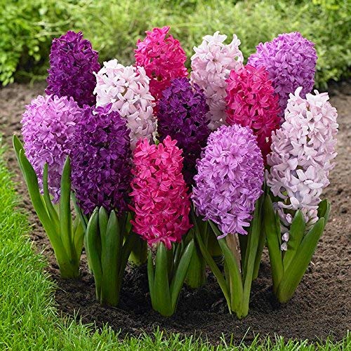 FernsFly® IMP. Hyacinth Flower Bulbs + Dutch Iris Flower Bulbs Combo Aromatic Flower Bulbs Pack Home Outdoor Gardening Flowers Blooming (1 Set of 6 Hyacinth + 6 Dutch Iris)