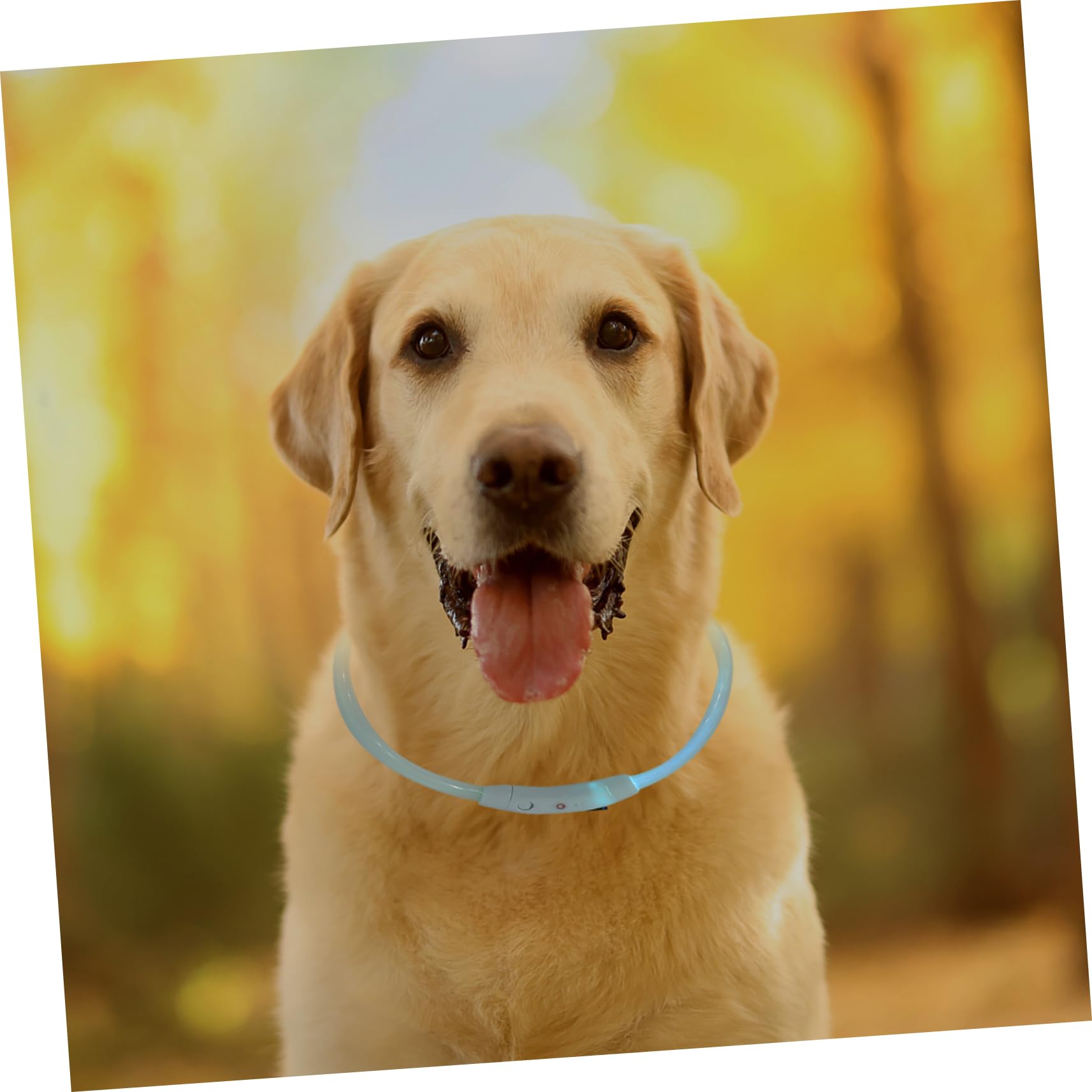 BESPORTBLE 3piezas Collar Led Reversible para Perros USB Recargable Atractivo y Ligero para Mascotas Pequeñas y Paseos Nocturnos