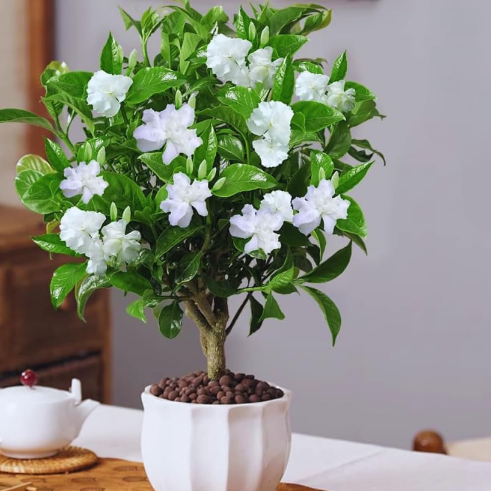 Amazon.com : 2 Cape Jasmine Plants Live, Gardenia Plant Live