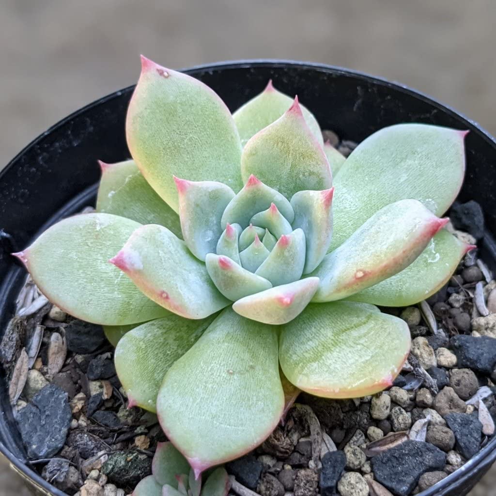 Amazon.co.jp: マリア 7.5cmポット 多肉植物 エケベリア Echeveria 