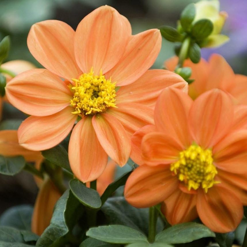 Plant World Seeds - Dahlia Sunny Reggae Seeds (Exotic Flower Seeds)