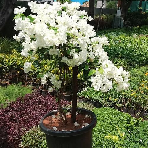 100pcs White Bougainvillea Flower Seeds