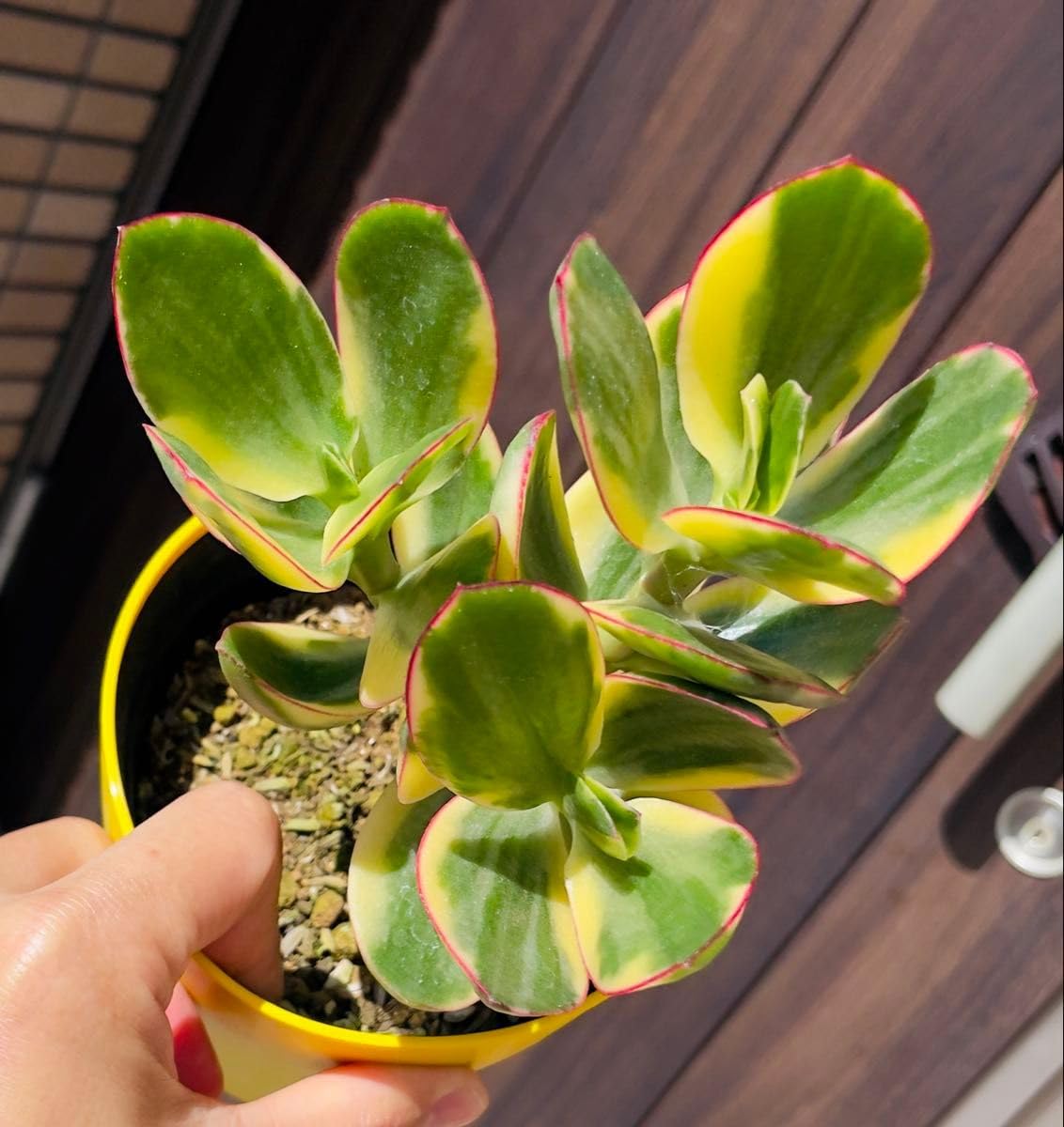 Amazon.co.jp: 金のなる木黄金花月錦 多肉植物 縁起の良い植物 抜き苗