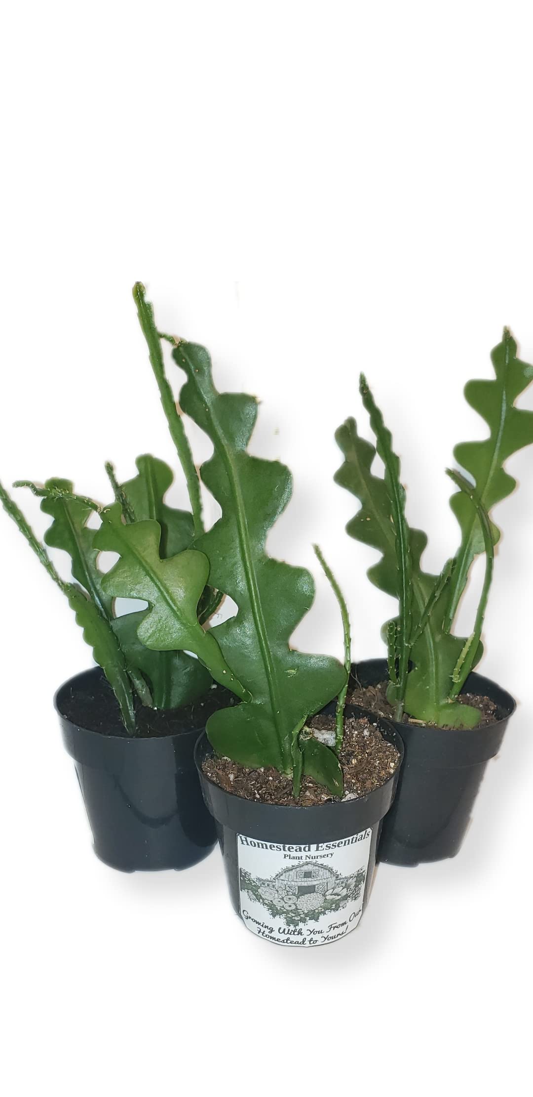 Buy Epiphyllum anguliger Orchid Cactus A.K.A. Fish, RIC Rac, and Zig