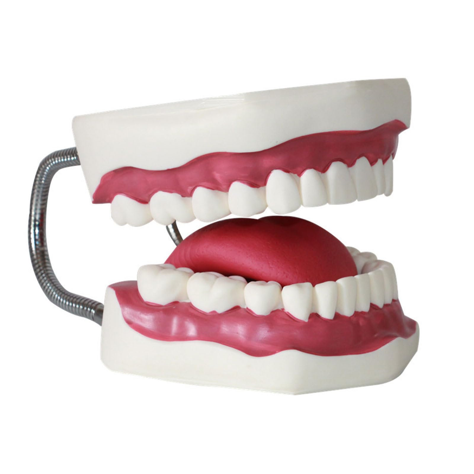 Modèles dentaires Adultes de Dents avec Langue Modèle médical pour l'enseignement précoce des Enfants Fournitures d'étude et d'apprentissage
