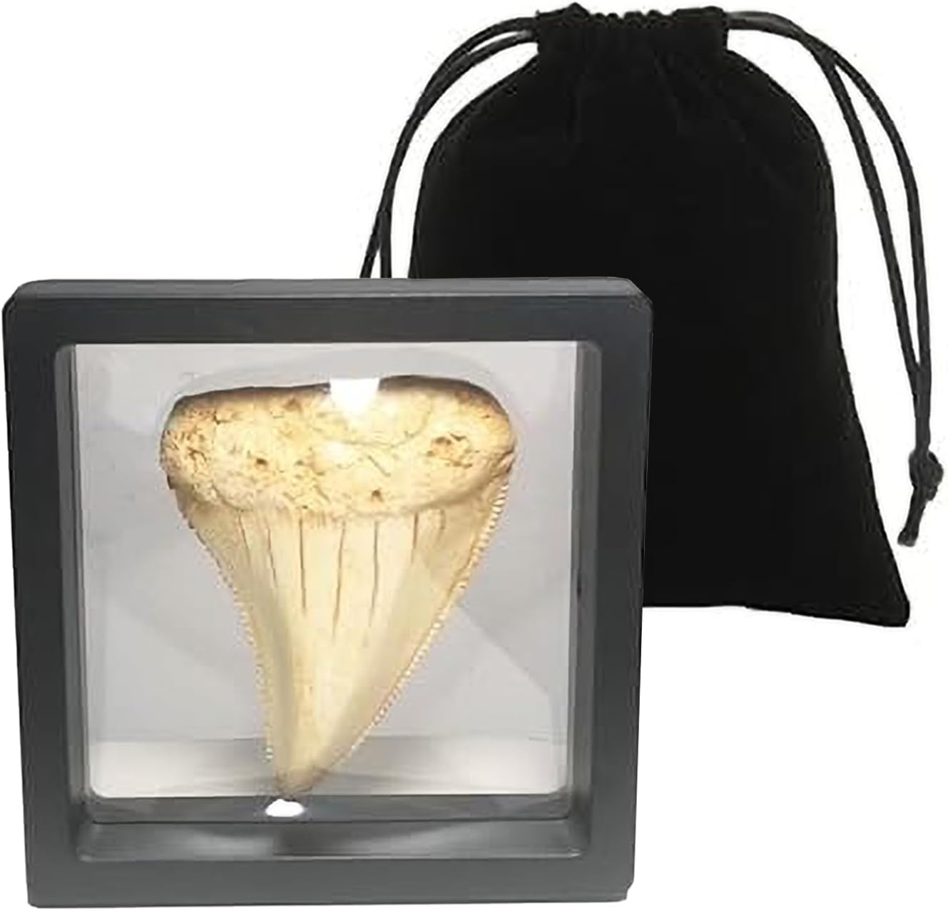 Great White Shark Tooth Replica 2.56 inch,Fake Shark Teeth Fossils Replica for Home Table Shelf Display Decor Shark Collection Gift (Great White Shark Tooth)