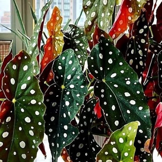 Polka Dot Begonia Live Plant Combo