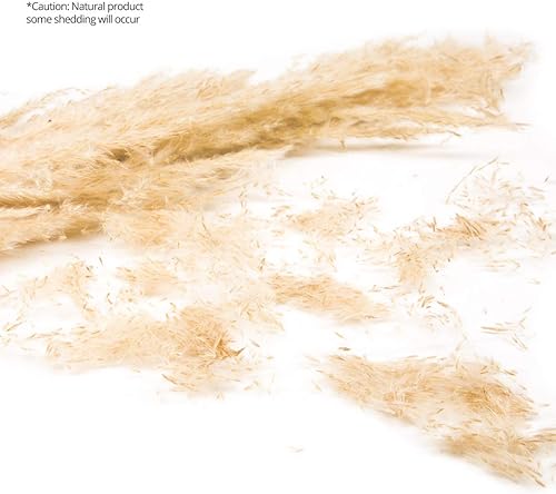 Miniatura 11 de Koyal Wholesale Plumas decorativas de hierba de las pampas secas reales, 28-32 pulgadas, color crema natural, a granel de 96 piezas de tallos de