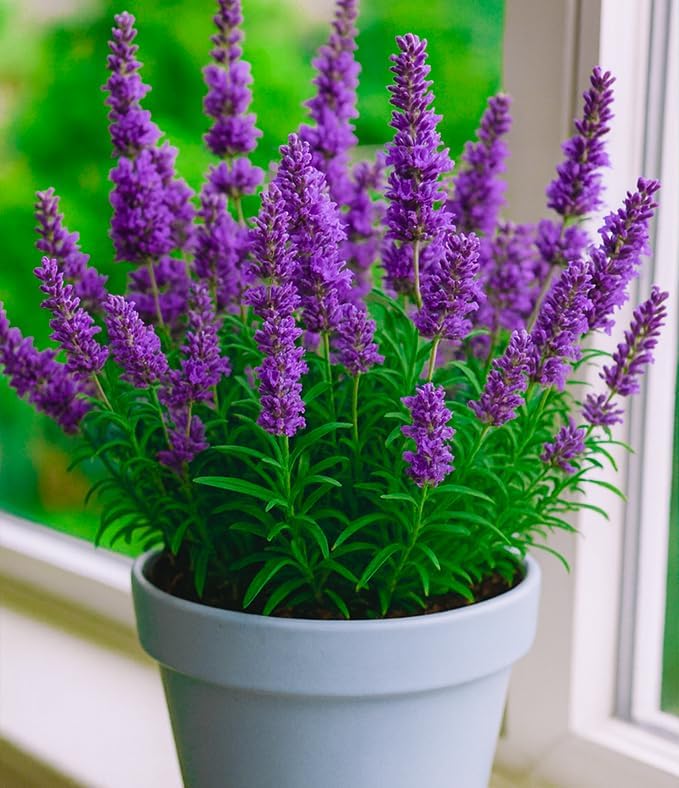 RooxyGrow Lavender Live Plant All Season Purple Lavender Live Flower Plant For Home Garden Indoor/Outdoor Plant With Plastic Pot. (Pack Of 1)-image-35