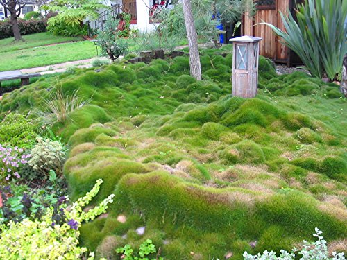 Best Zoysia Seed