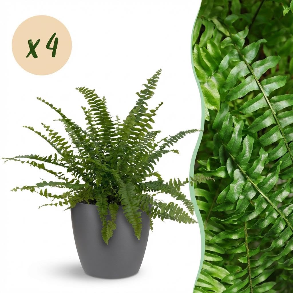 Nephrolepis Green Lady Farn 4er-Set – Ø12cm, 25cm – Zimmerpflanze