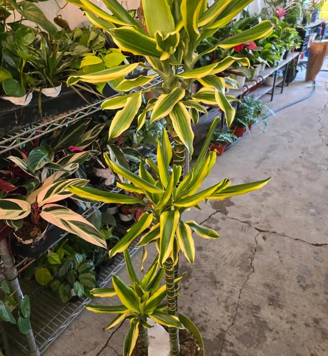 Dracaena Del Sol Corn Plant, Variegated, 4 ft Tall, 10 Inch Pot, Low Light Indoor Plant
