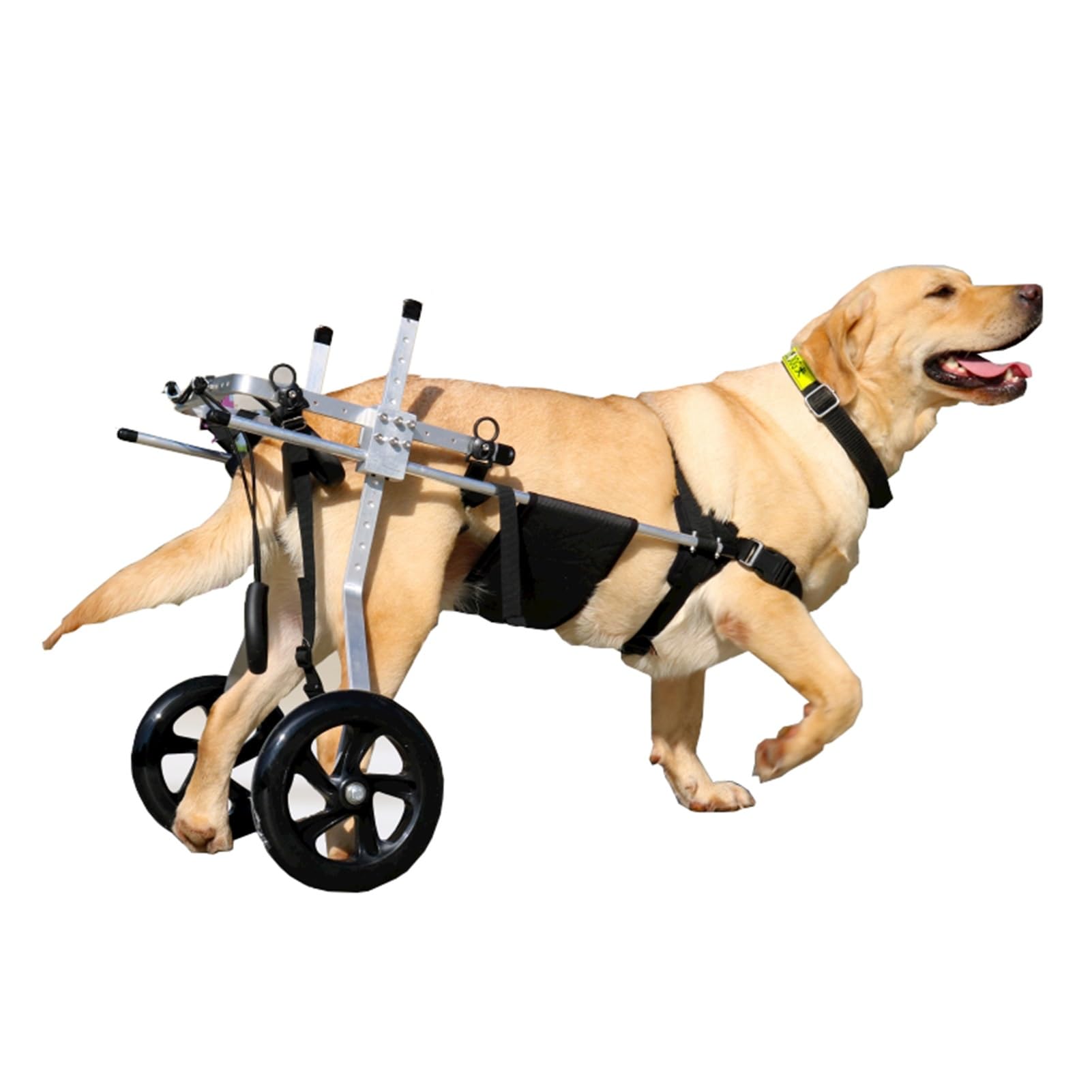 Silla de ruedas para perros grandes: ayuda a tu mascota a recuperar sus paseos