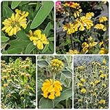 brandkraut - bodendecker gartenkräuter, balkon kräutergarten zimmerpflanzen winterharte garten 65samen