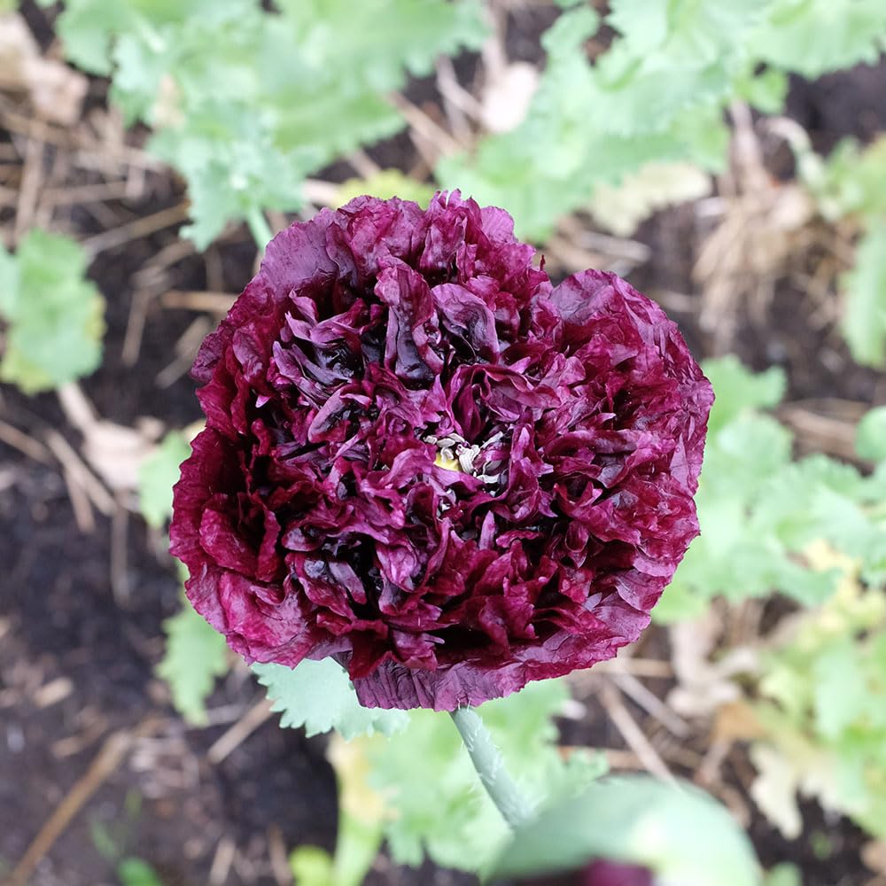 Poppy Paeony Black Seeds – So Easy to Grow & Such A Dramatic Effect – Hardy Annual – for Your Beautiful Garden