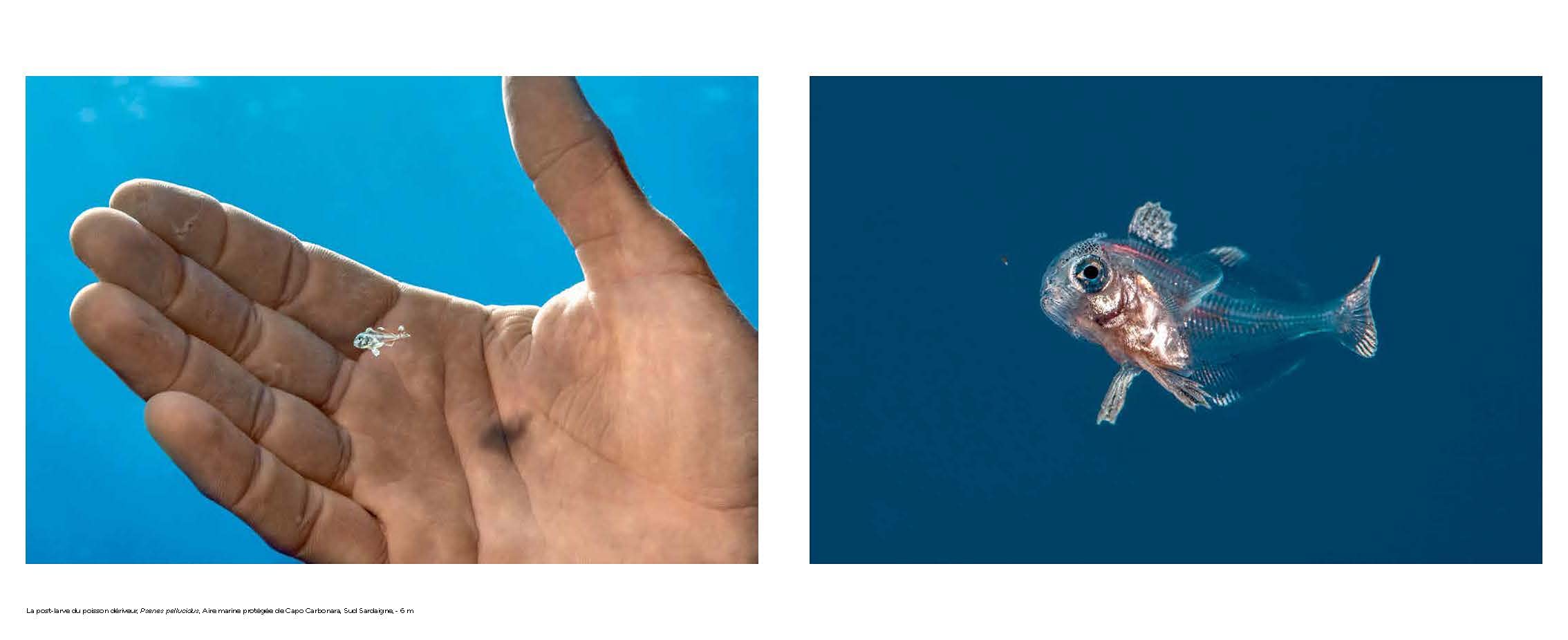 Planète Méditerranée