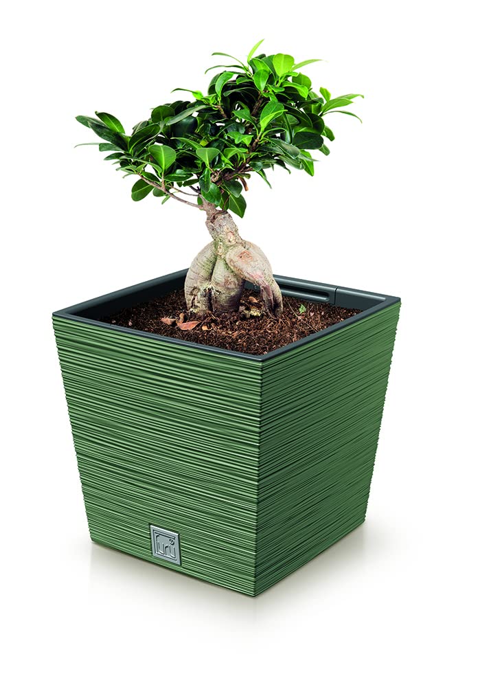 Urbn-Living GreenFuru Square Low Planter With Insert23.5X24X24 Cm from B&Q