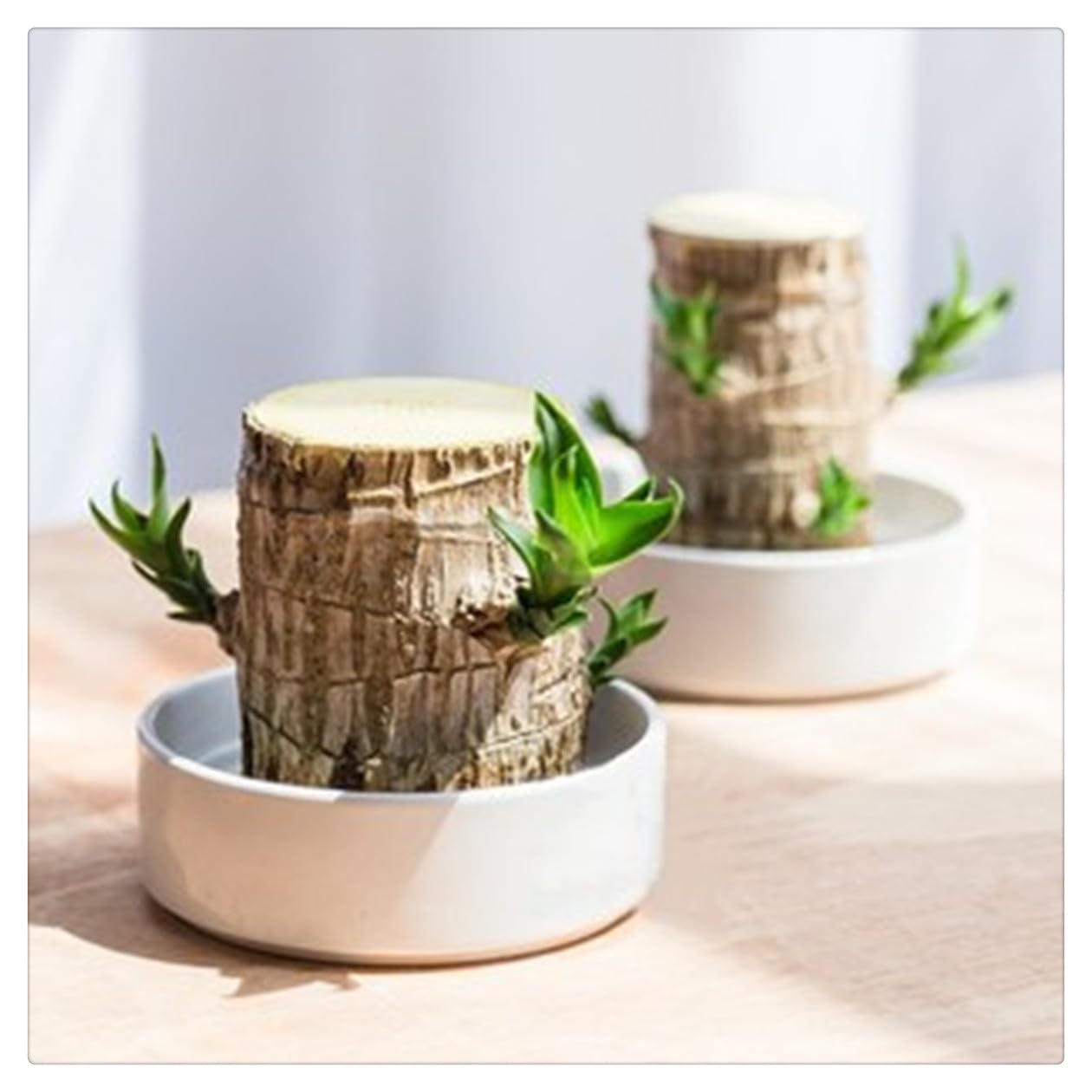 Palo de brasil: Exquisitas, Serenas, Elegantes, Perdurables - Armónicas, Cultivo Sencillo y de Fácil Adaptación-3 WOOD