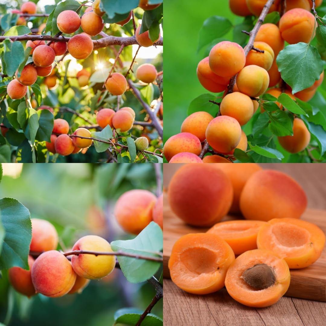 Big Size Grafted Apricot Live Plant- Himachali Fruit Plant- 2 Years Grown Up- Healthy Live For Home Garden Fruit Plant-1 (Healthy Live Plant) (Pack Of 1)-image-46