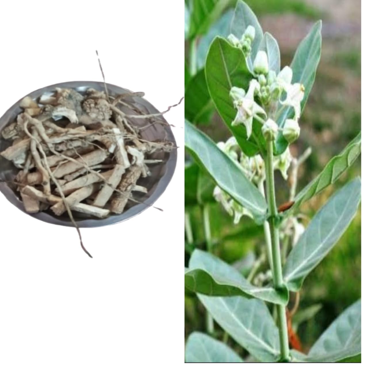 Safed Aak Plant Root 150gm, Aak ki jad/Madar Root/Aak roots/Madar ki jad/Aak sticks100% netural Ayurvedic products. (B0DHQN8QL8) Amazon Price History, Amazon Price Tracker