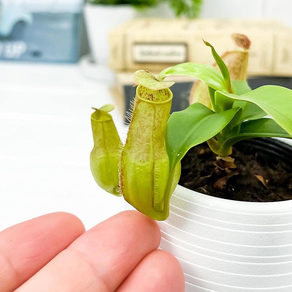Amazon.co.jp: PLANCHU 食虫植物 ネペンテス グラシリス スポート 3号
