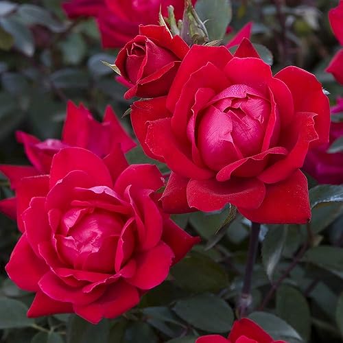Miniatura 6 de Proven Winner at Last Rose, 2 Gallon, Sunset Orange &amp; Root 98 Warehouse Knockout Double Red Rose, 1g