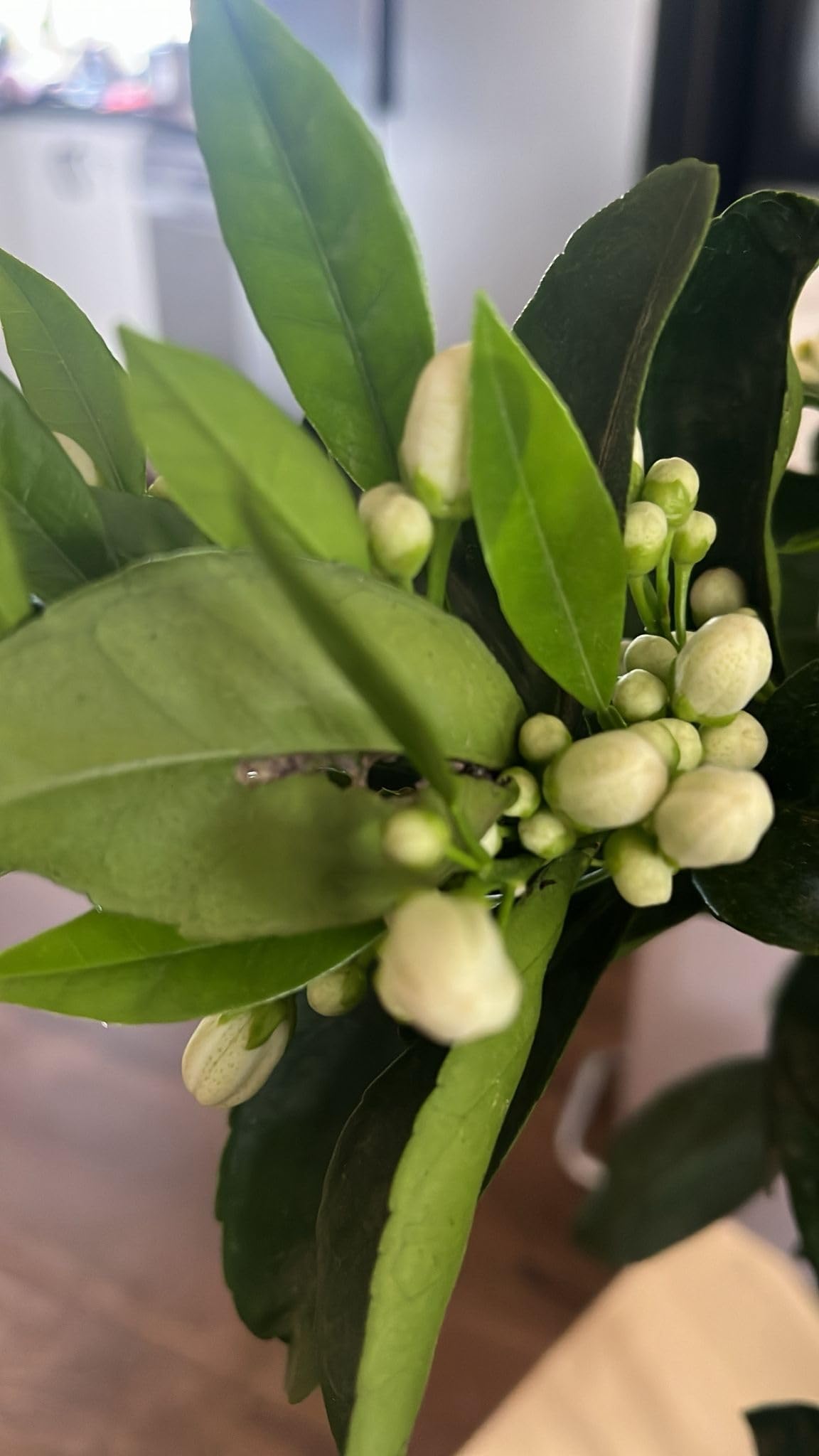 OFERTA Limonero 4 Estaciones en Maceta de 5 L, Árbol Cítrico para Jardín y Huerto, Planta Natural de Exterior ULTIMAS UNIDADES !!!!!