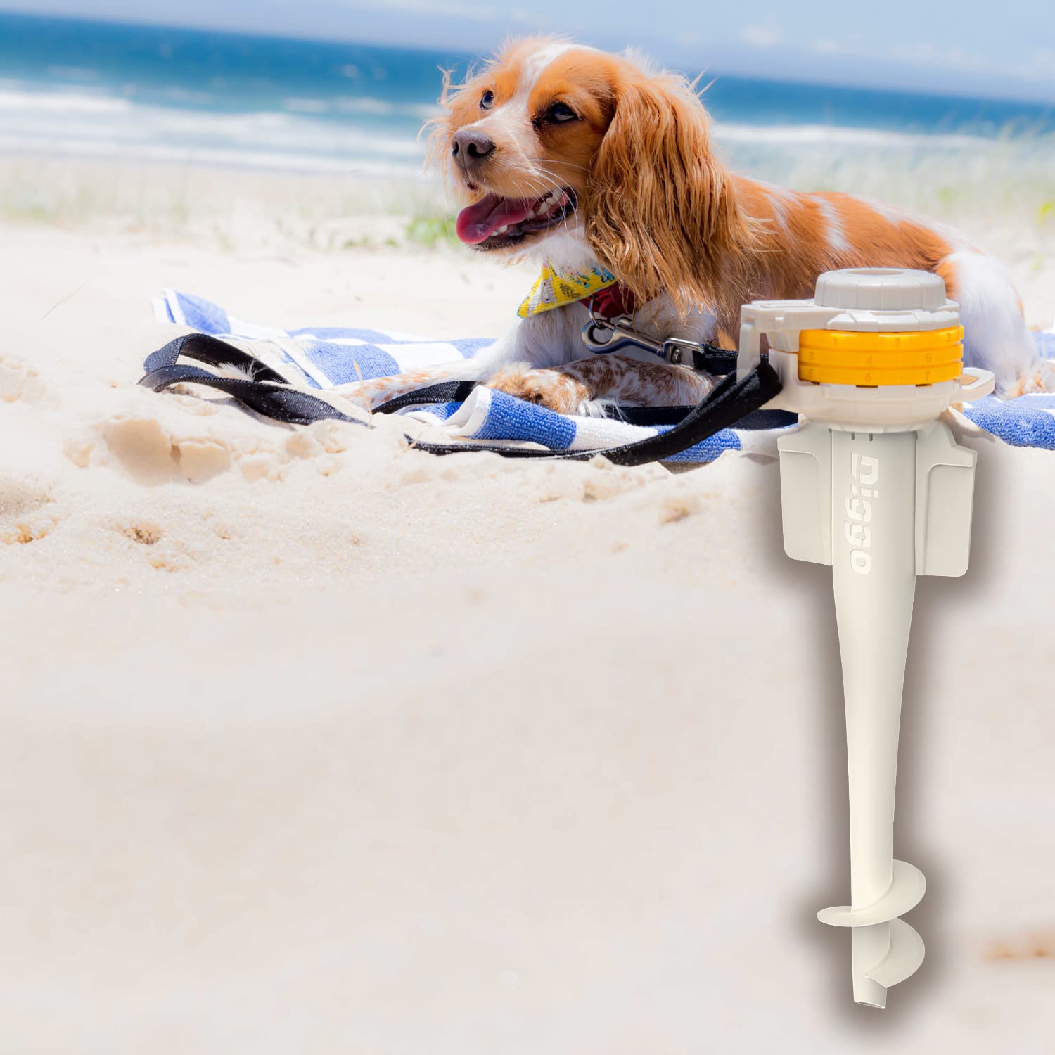 Is The Beach Safe For Dogs