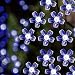 Solar LED String Lights, 100 Led Flower, 39.1ft, 9+ Hours Illumination, Waterproof, Outdoor Solar Fairy Lights, Christmas Lights, Ambiance Lights, Party Wedding Decorations (Cold White)