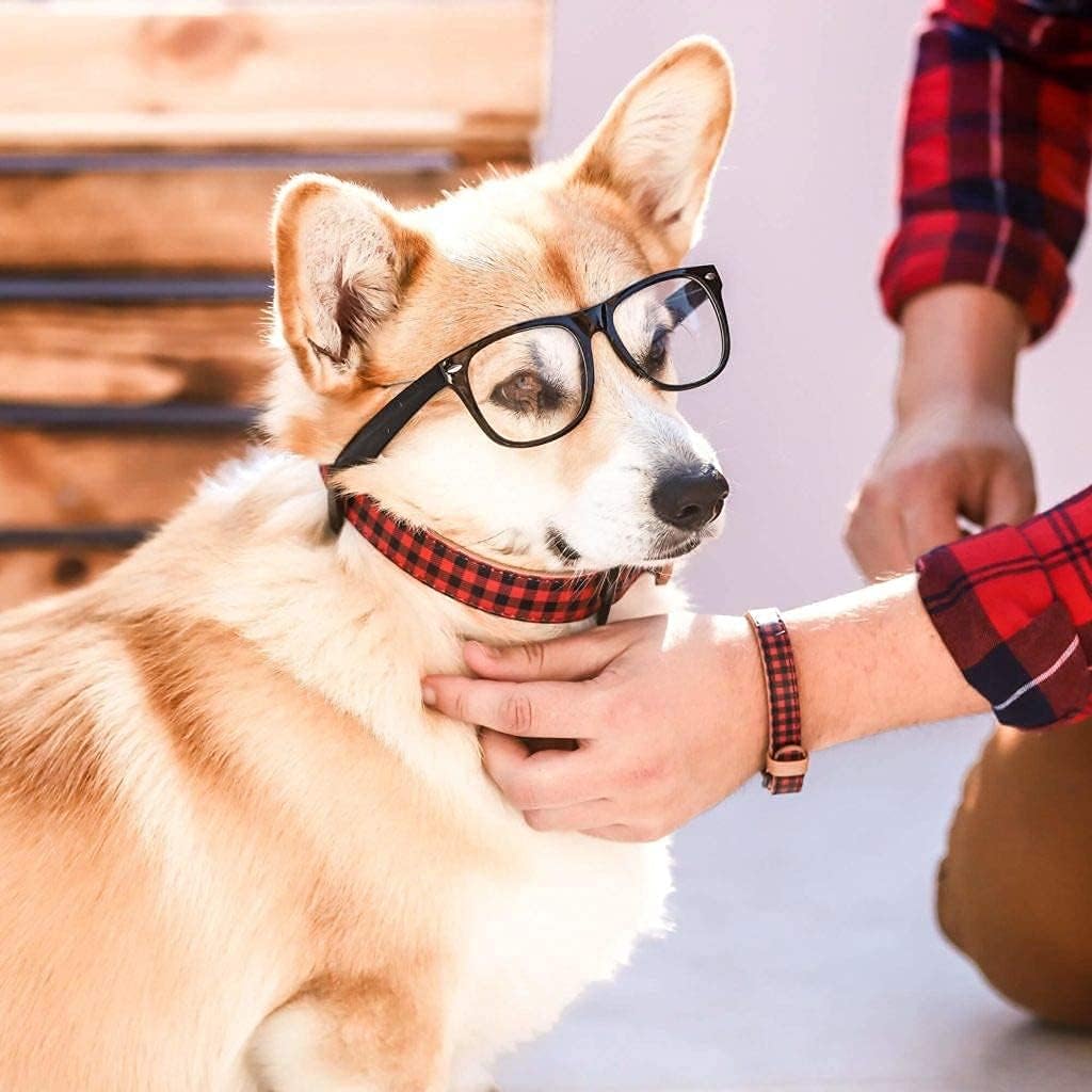 FriendshipCollar Dog Collar and Friendship Bracelet - The Hipster Pup - X Large