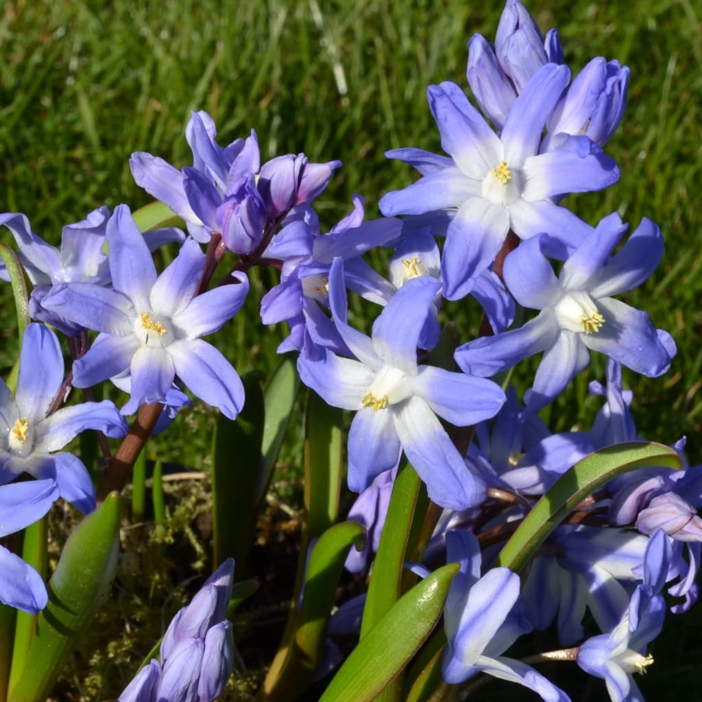 300 Blumenzwiebel bunte Mischung Tulpen Narzissen Krokus Muscari Allium mehrjährig winterhart