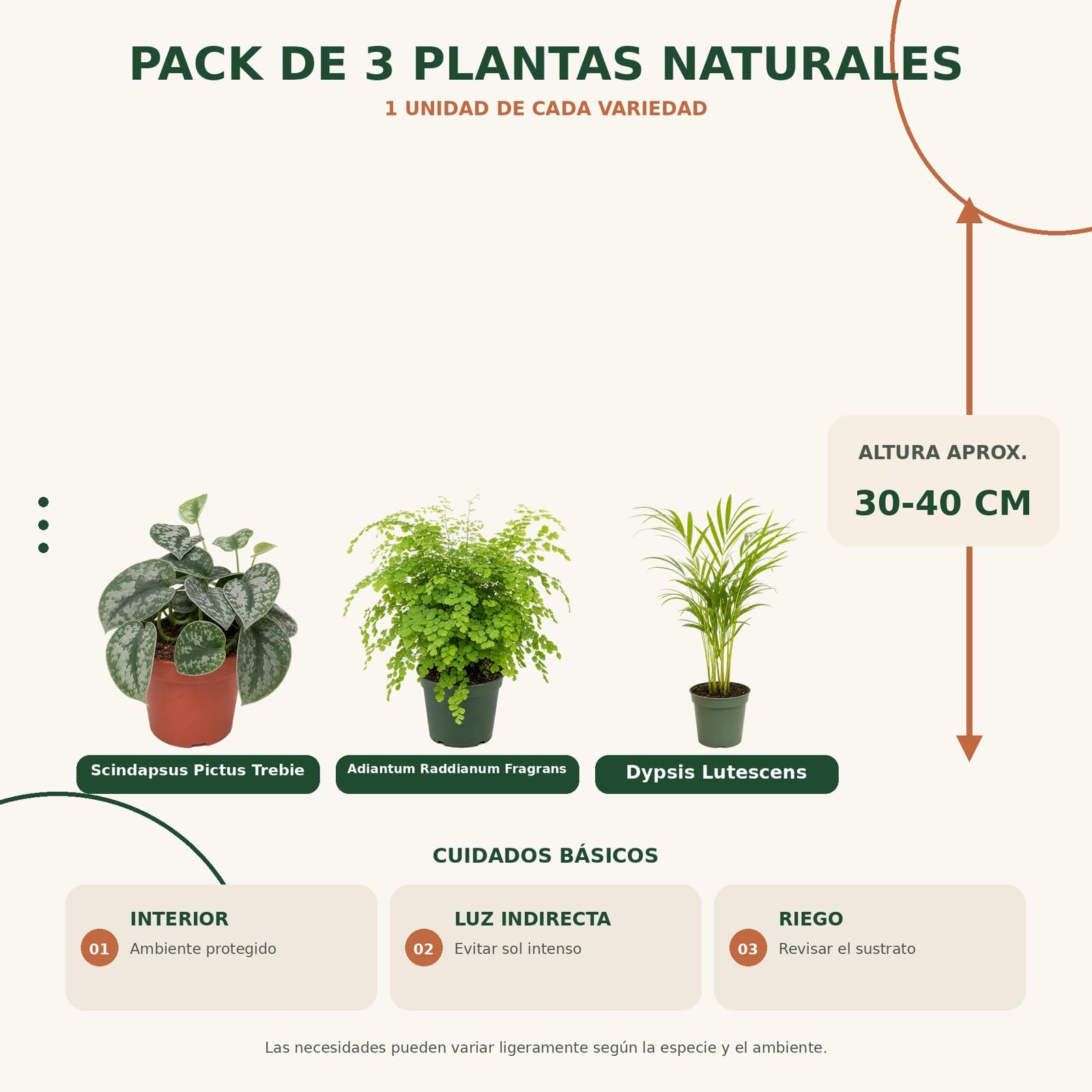 DECOALIVE Pack 3 Plantas: Poto Plateado Trebie, Culantrillo y Palma Areca