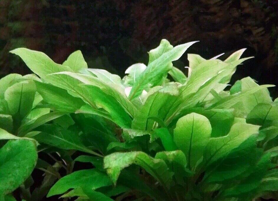 See full amazon price history chart for Maalavya Hygrophila Corymbosa "Compacta" Live Aquarium Aquatic Plant with Pot Maalavya Hygrophila Corymbosa "Compacta" Live Aquarium Aquatic Plant with Pot (B0BN8CSDLF) Amazon Price History, Amazon Price Tracker