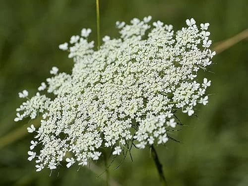 5000Queen Anne s LaceAmmi MajusWeed del Obispofavoritos de Floristería