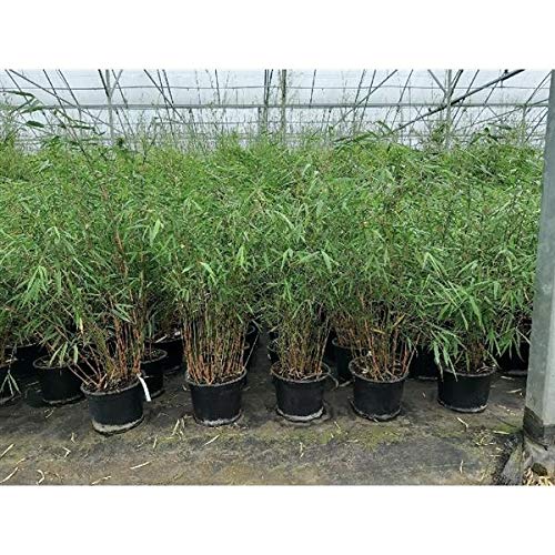 Fargesia scabrida 'Asian Wonder' C1, 30-60 cm  Robuste und winterharte  Bambusart fr den Garten, Ideal fr Hecken und als Solitrpflanze,  Schnellwchsig und pflegeleicht - wchst ohne Rhizomsperre : Amazon.de:  Garten