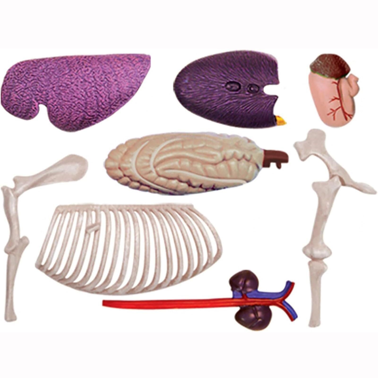 Outils Pédagogiques Modèle Anatomique de Cheval 4D – Échantillon de Squelette Animal Biologie Détachable 26 Pièces pour Clinique Vétérinaire Formation Enseignement Scolaire