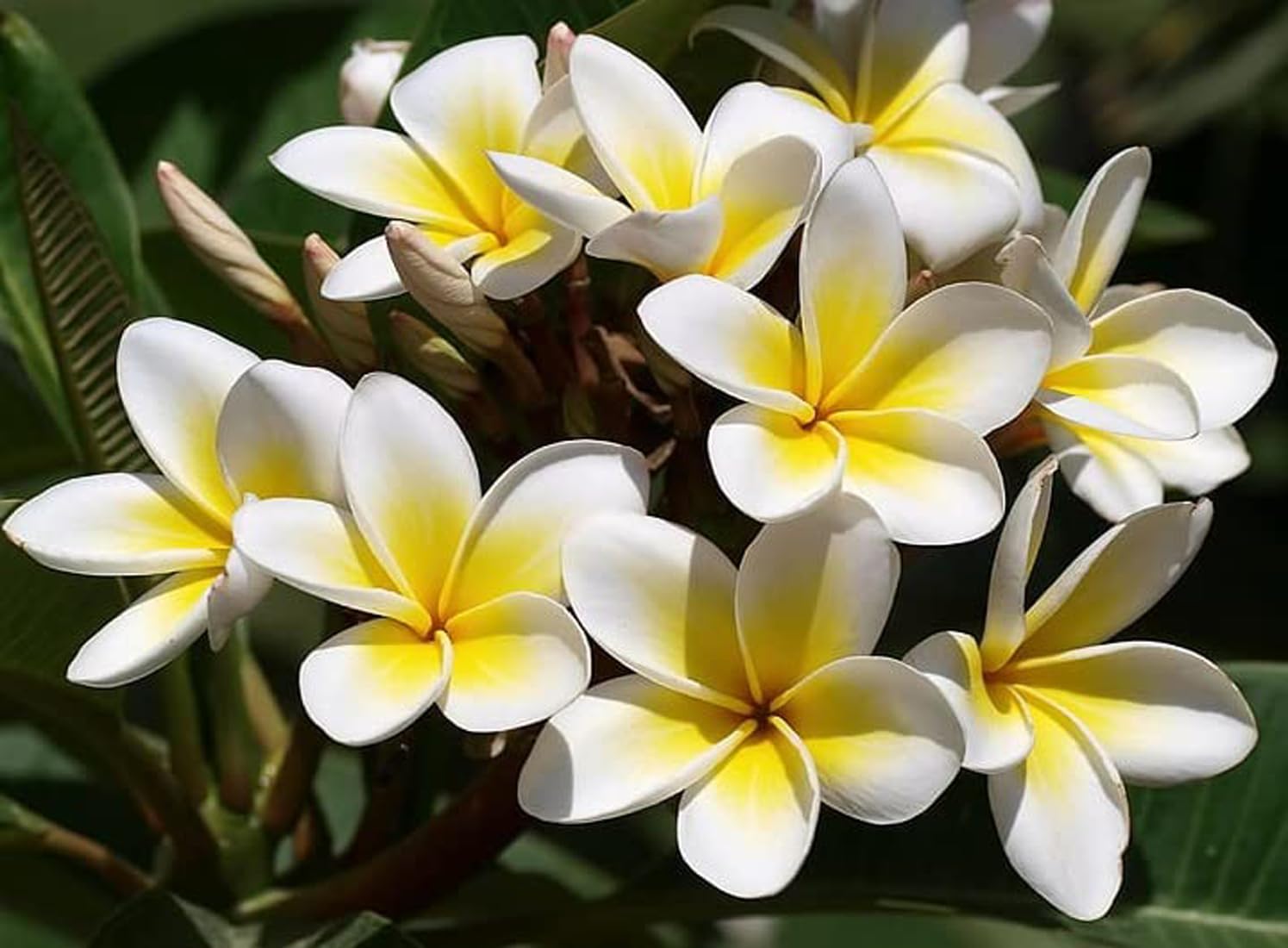 See full amazon price history chart for Green view " Champa/Plumeria/Champak Live White Flower Plant" Hybrid - 1 Healthy Live Decorative Flowering Plant 1-1.5 Ft Height in Nursery Grow Bag for Home Garden Green view " Champa/Plumeria/Champak Live White Flower Plant" Hybrid - 1 Healthy Live Decorative Flowering Plant 1-1.5 Ft Height in Nursery Grow Bag for Home Garden (B0BVZW5K9G) Amazon Price History, Amazon Price Tracker
