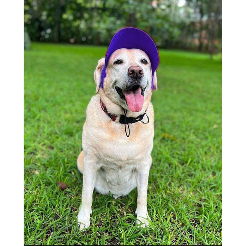 Dog-O-Bow Royal Blue Baseball Cap for Dogs (Medium) (B0CCD88W5Q) Amazon Price History, Amazon Price Tracker