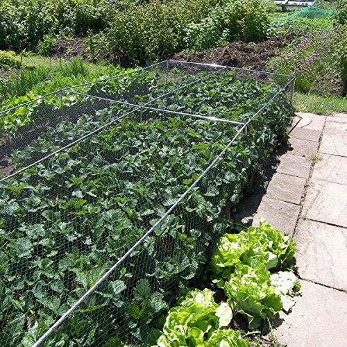 Gardening-Naturally (H500mm x W2.4m x L3m) Bird Netting - Joienrs