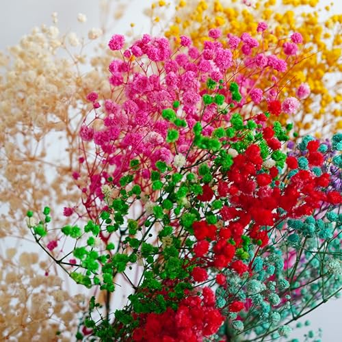 Preserved Natural Baby Breaths Gypsophila Flower Stems miniatura 3