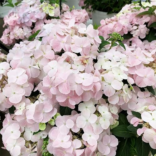 予約 あじさい 苗 フレンチボレロ 10.5cmポット ラグランジア ハイドランジア 花苗 紫陽花 szi 10月下旬発送 予約 あじさい 苗 フレンチボレロ 10.5cmポット ラグランジア ハイドランジア 花苗 紫陽花 szi 10月下旬発送