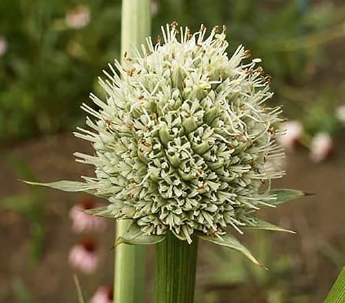Miniatura 3 de Rattlesnake Master - Flor de pradera de hierba alta - 100 semillas
