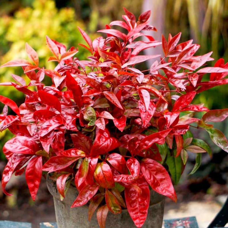 3 Dwarf Nandina Shrub for Planting, Nandina Live Plants, Nandina Trees Live Plants, in 2.5" Pots