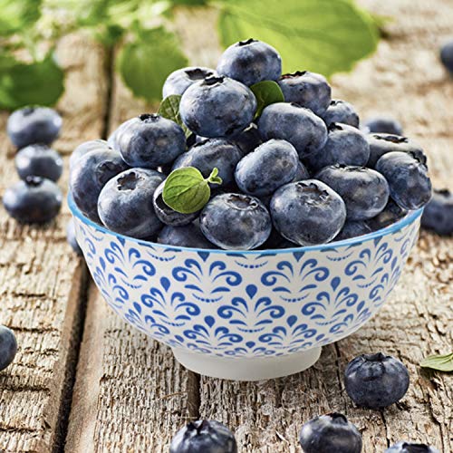 Farielyn-X 8 Pack Small Ceramic Bowls - Porcelain, Soup, Salad, Pasta, Rice, Dessert, Yoghurt, Condiments, Side Dishes, Dip, Ice Cream Ceramic Bowls, 4.75 Inch Diameter, 10 Fluid Ounce (1.25 Cup) Capa #TOP3