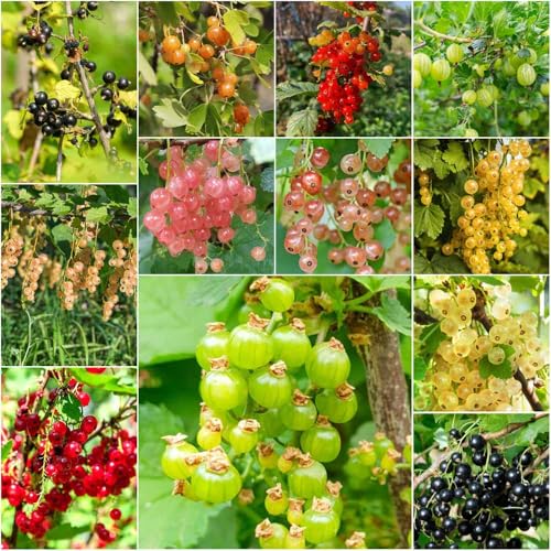 grosella espinosa - semillas semillas de grosella decorativas columnar resistente de balcon en espaldera 50pcs