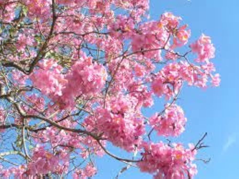 ZENEBULAA - Hybrid Pink Jacaranda Flower Live Plant, American Rare
