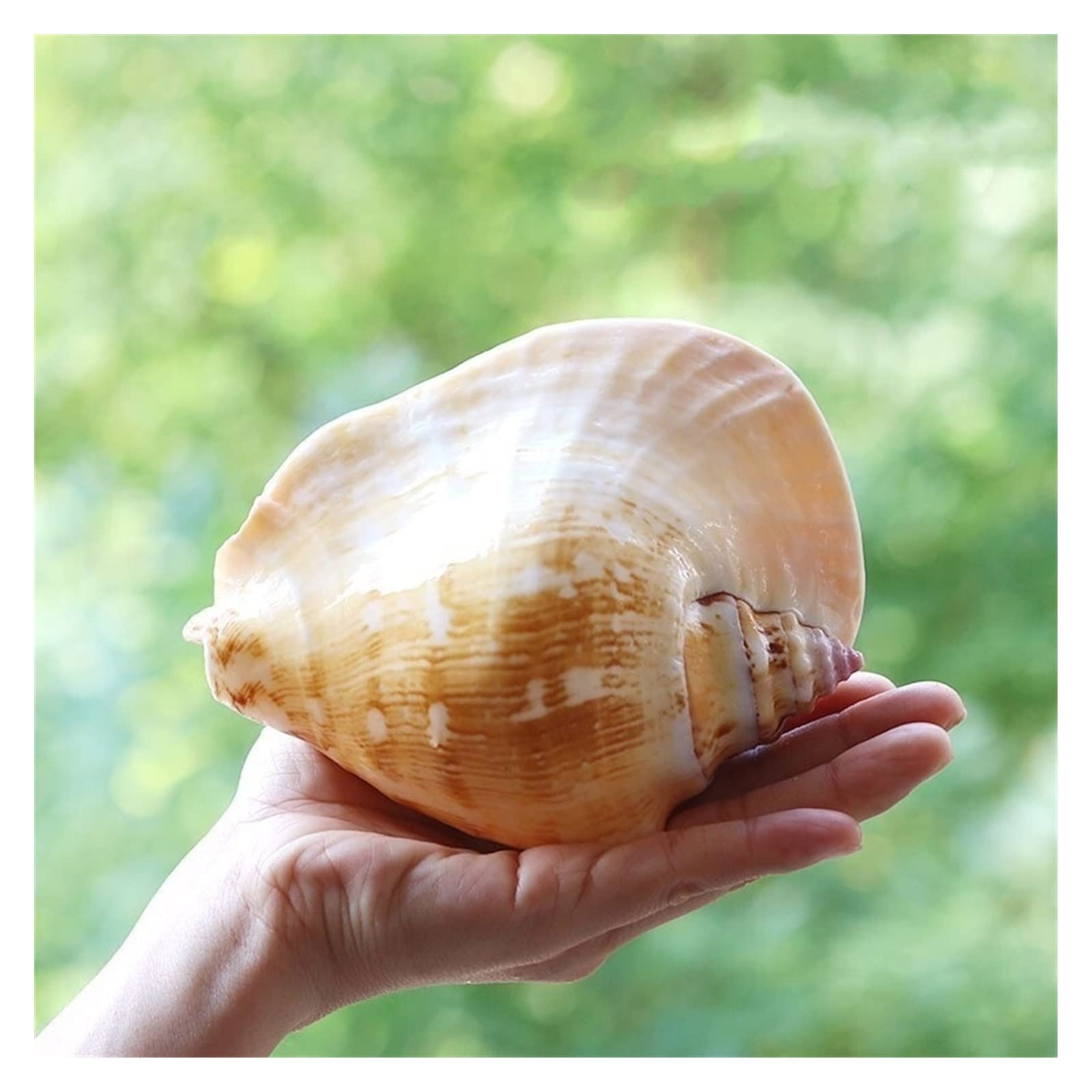 葉巻入れ　工芸品　貝殻　ベトナム 葉巻入れ 工芸品 貝殻 ベトナム 葉巻入れ 工芸品 貝殻 ベトナム 楽天