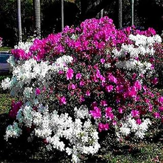 Blue: 100 Pieces/Bag Bonsai Azalea Seeds Rhododendron Flowers Plants Look Like Sakura Japanese Cherry Blossoms for Garden Flower Seeds: Only Seeds