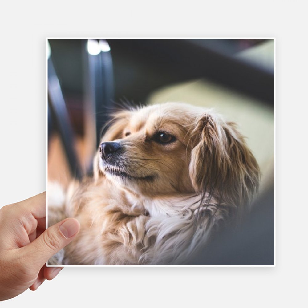 Photo autocollant animal solitaire pour mur et décoration de voyage